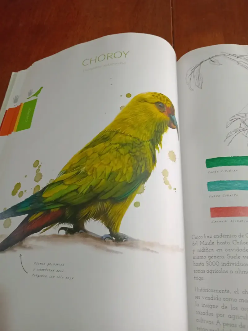 Libro Aves de Chile Colores al Vuelo - 6