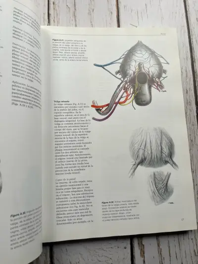Operaciones por Vía Vaginal de Reiffenstuhl - miniatura 4