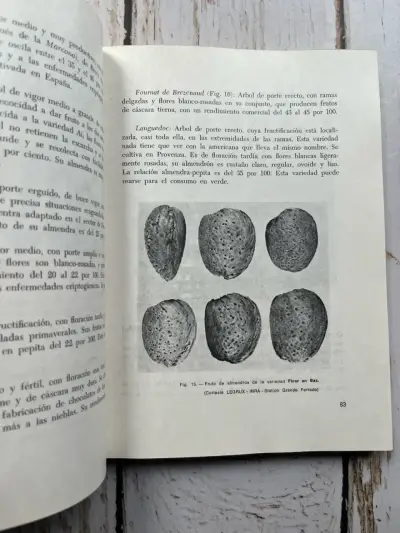 El Almendro: Técnicas de Cultivo J. Lopez - miniatura 4