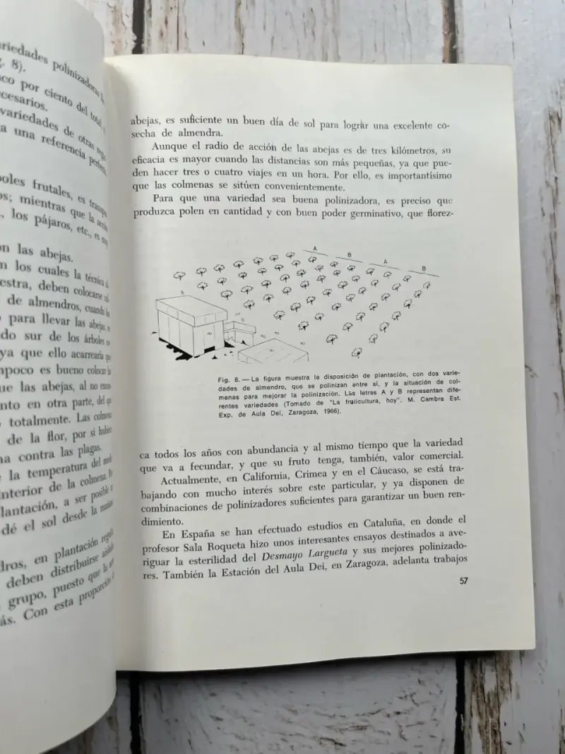 El Almendro: Técnicas de Cultivo J. Lopez - 5