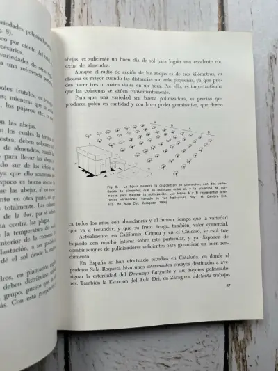 El Almendro: Técnicas de Cultivo J. Lopez - miniatura 5