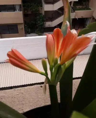 Hermosa Clivia Miniata en Maceta - miniatura 1