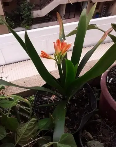 Hermosa Clivia Miniata en Maceta - miniatura 2