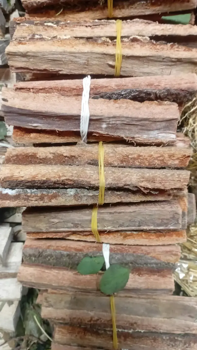 palo santo mapuche