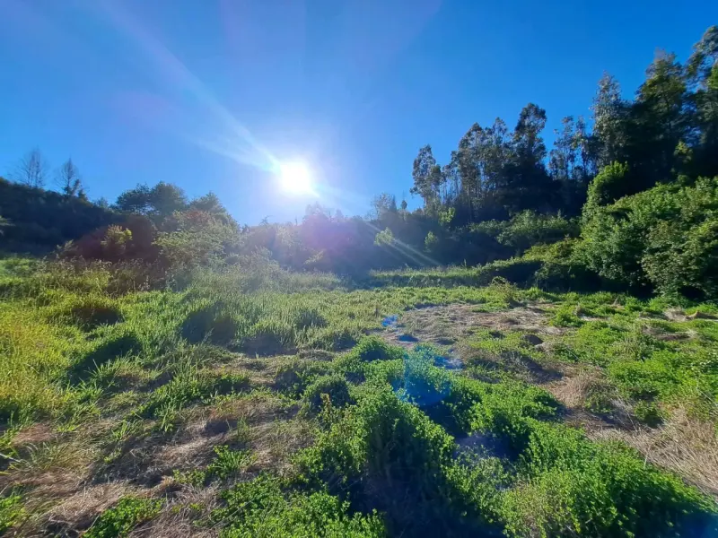 Se vende propiedad 5 hectareas comuna de Tomé. - 1