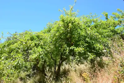 Se vende propiedad 5 hectareas comuna de Tomé. - miniatura 3