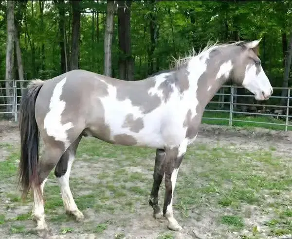 🐴 IMPRESIONANTE CABALLO PAINT EN VENTA 🐴
