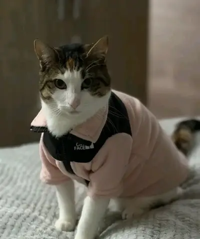 Abrigo para gato The Cat Face en varios colores - miniatura 1