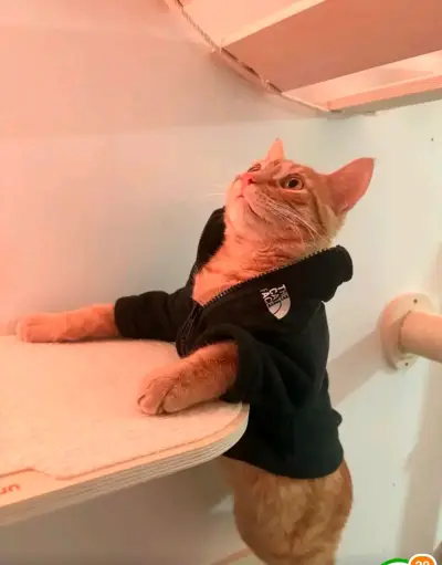 Abrigo para gato The Cat Face en varios colores - miniatura 3