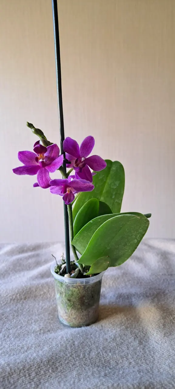 Orquídeas mini disponibles - 3