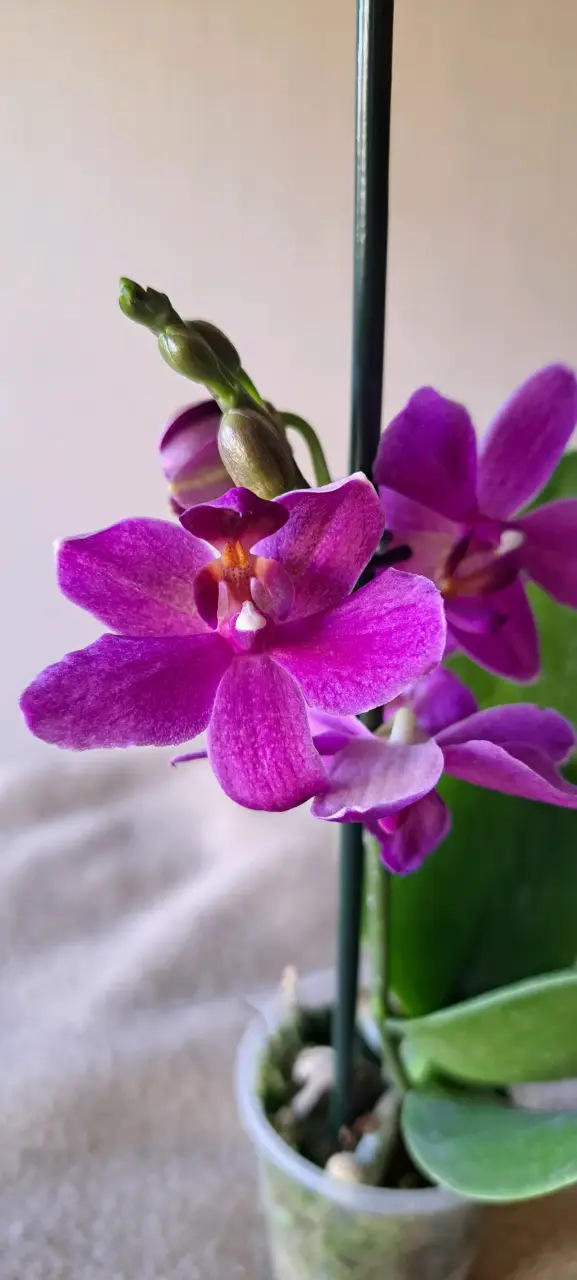 Orquídeas mini disponibles - 4