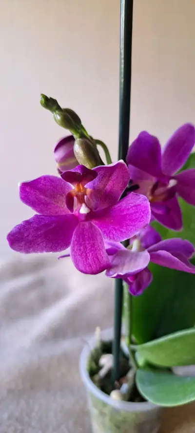 Orquídeas mini disponibles - miniatura 4