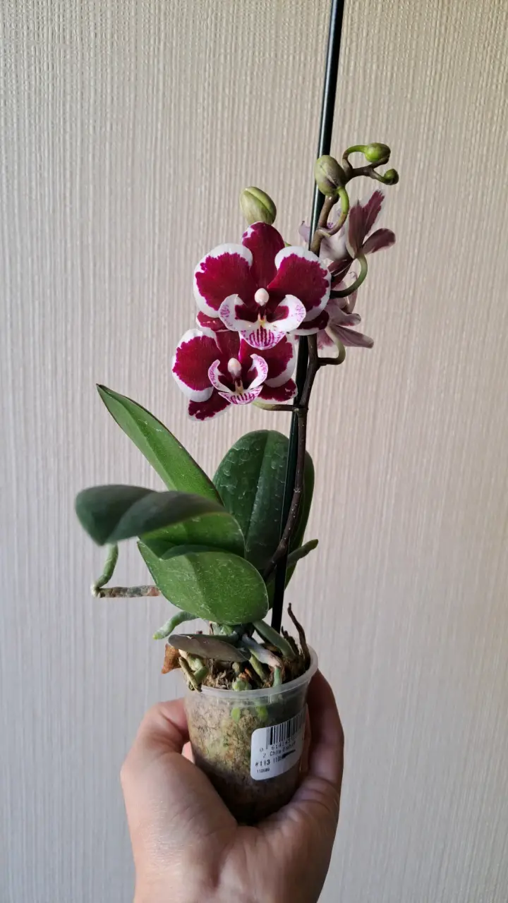 Orquídeas mini disponibles - 5