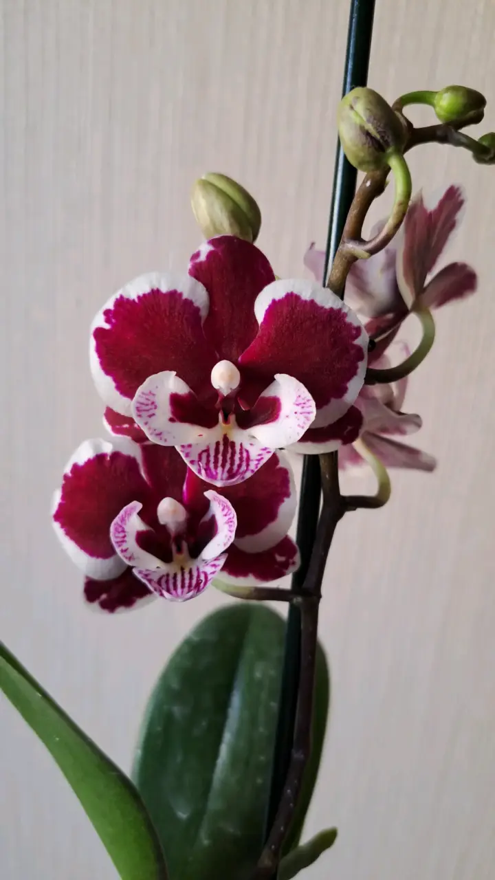 Orquídeas mini disponibles - 6