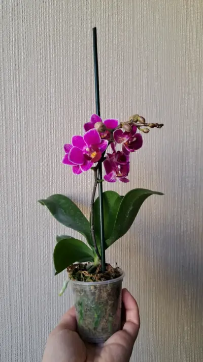 Orquídeas mini disponibles - miniatura 7