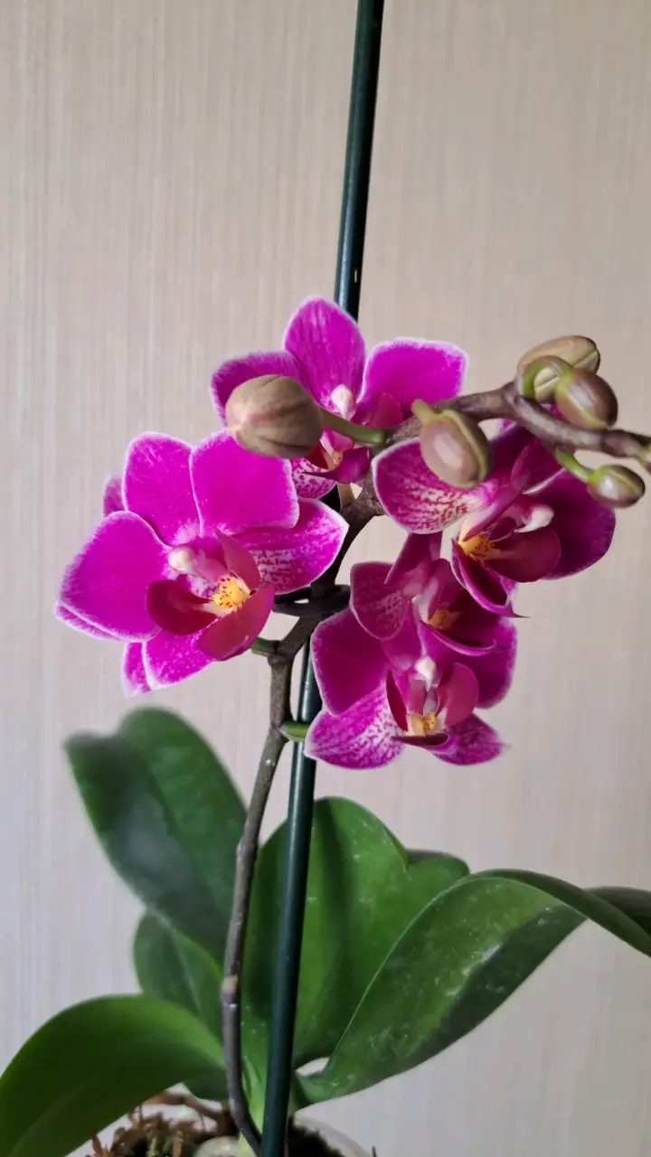 Orquídeas mini disponibles - 8