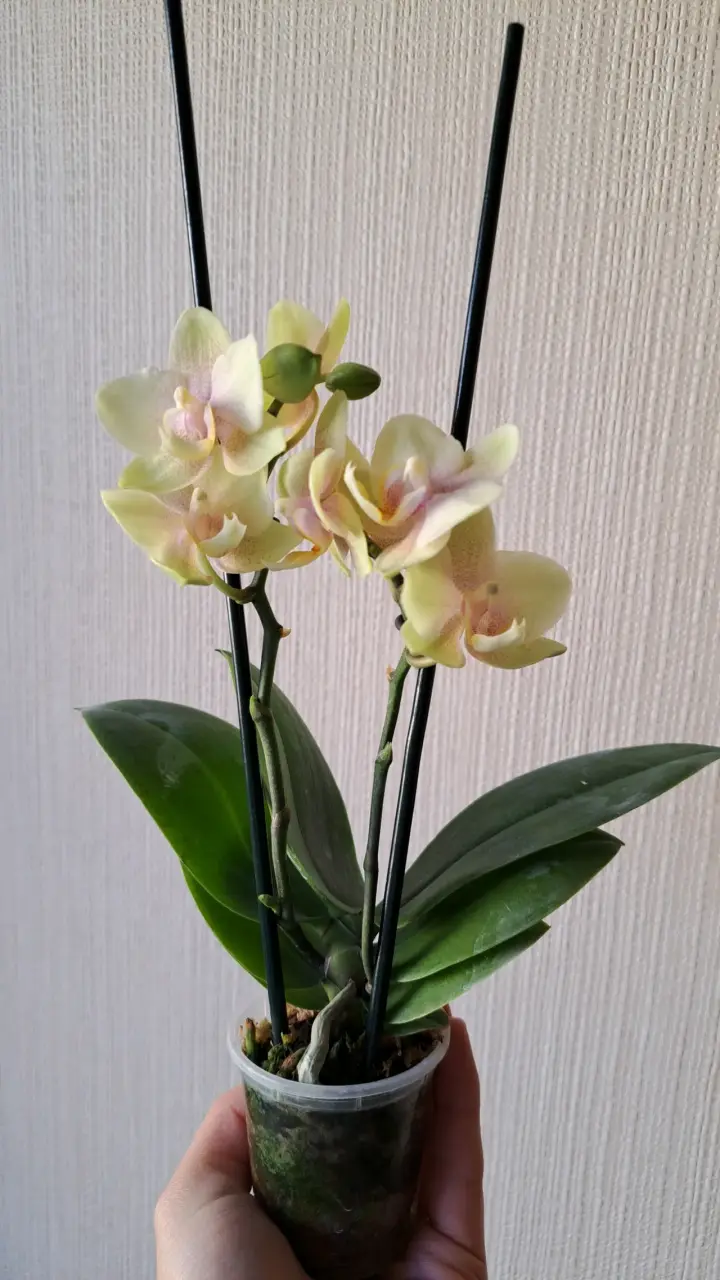 Orquídeas mini disponibles - 11