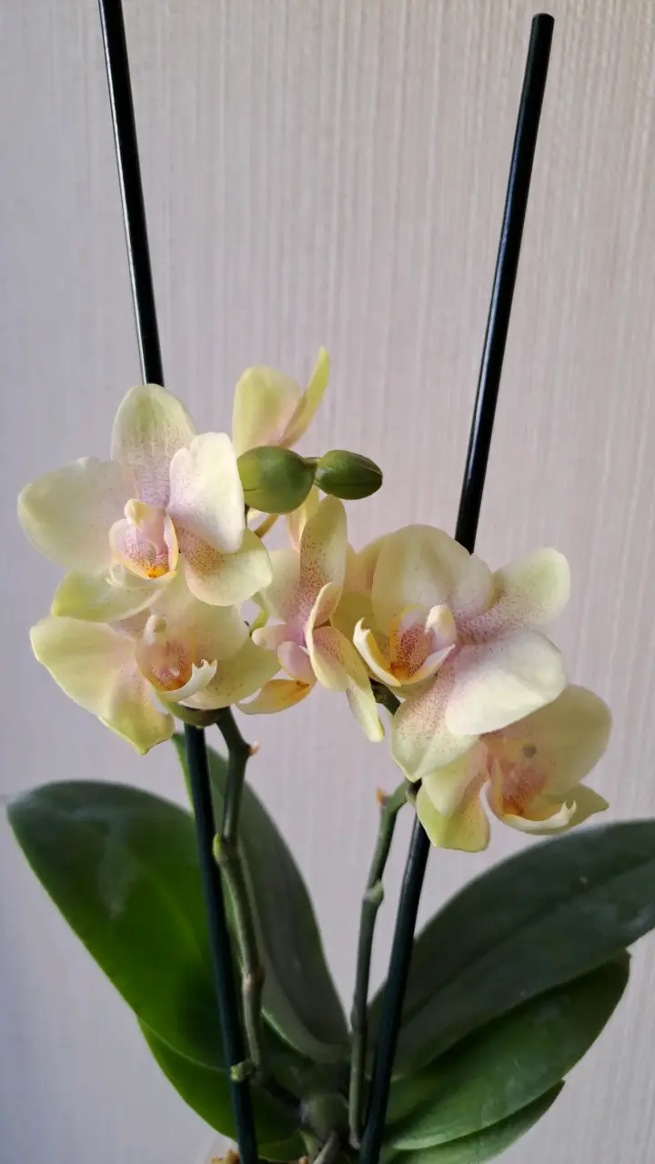 Orquídeas mini disponibles - 12