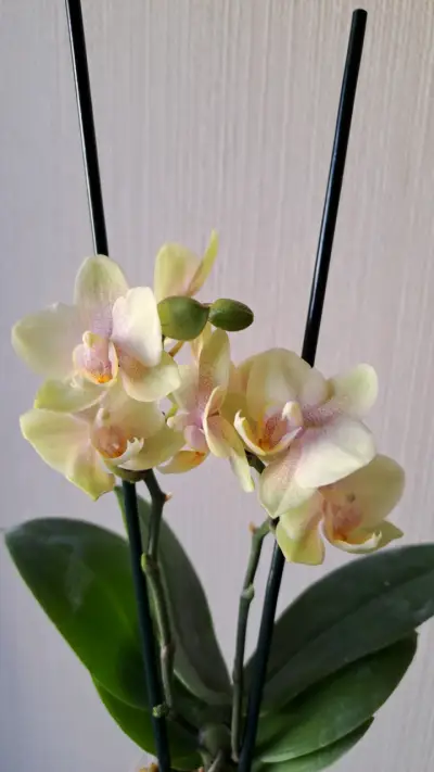 Orquídeas mini disponibles - miniatura 12