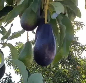 Árbol de palta en maceta listo para plantar - miniatura 1