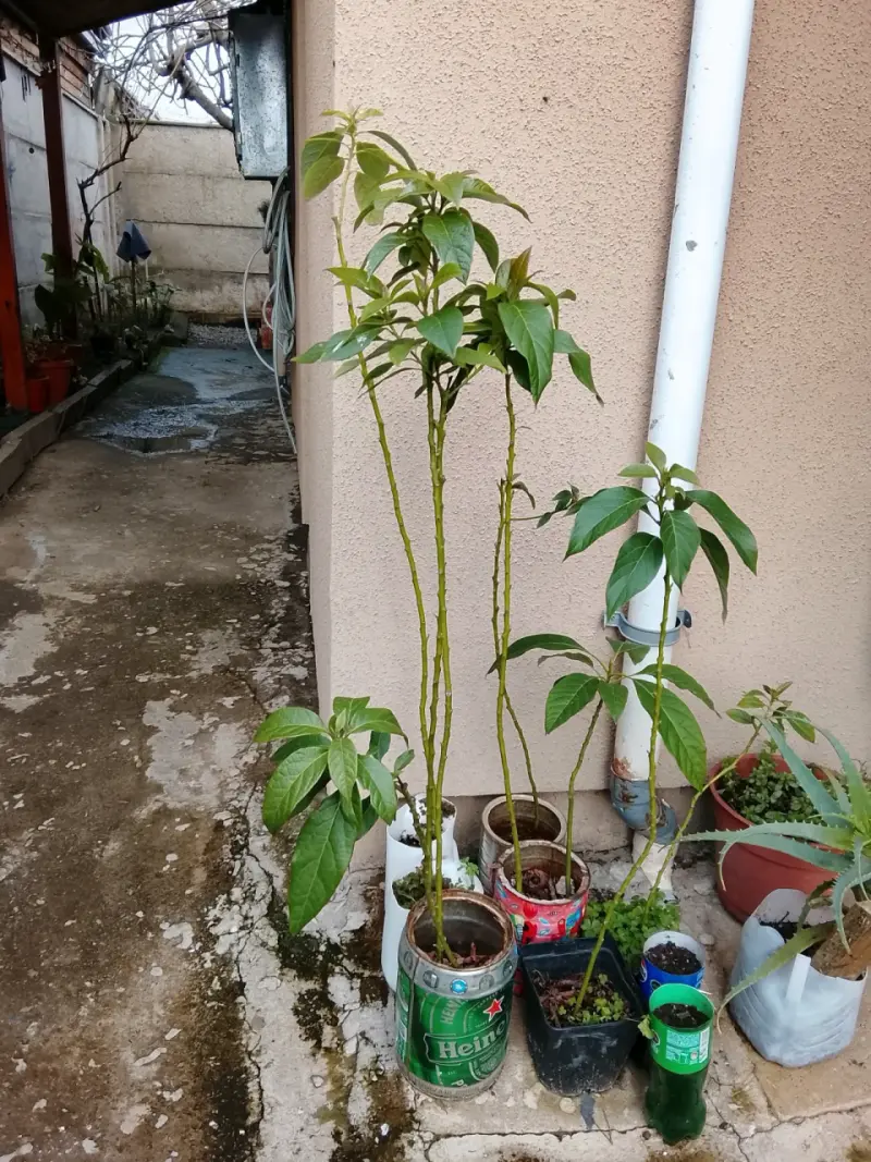 Árbol de palta en maceta listo para plantar - 2