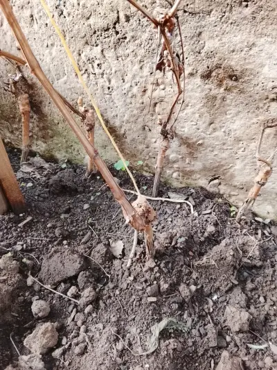 Parronera para cultivo en jardín - miniatura 1