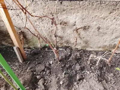 Parronera para cultivo en jardín - miniatura 2