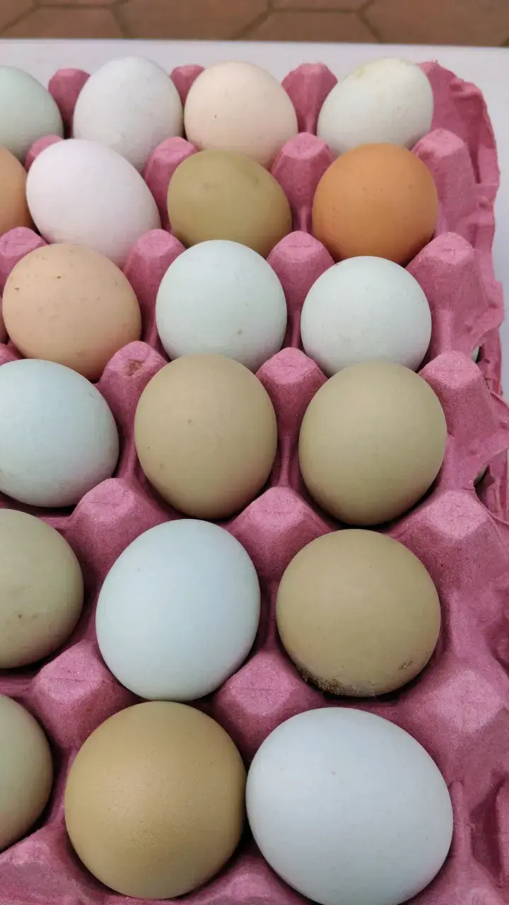12 Huevos de gallina frescos de campo - 1