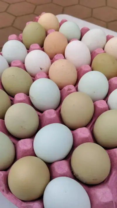 12 Huevos de gallina frescos de campo - miniatura 2