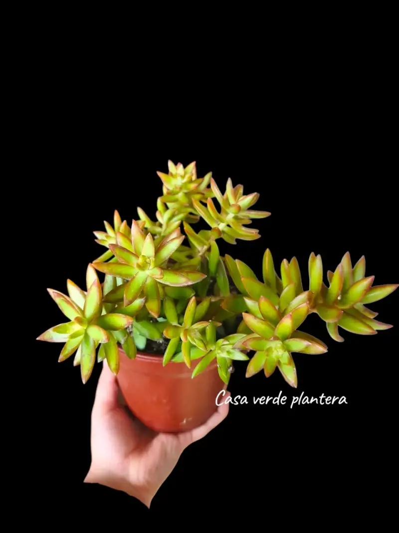 Suculenta sedum Adolphii (planta madre) - 1