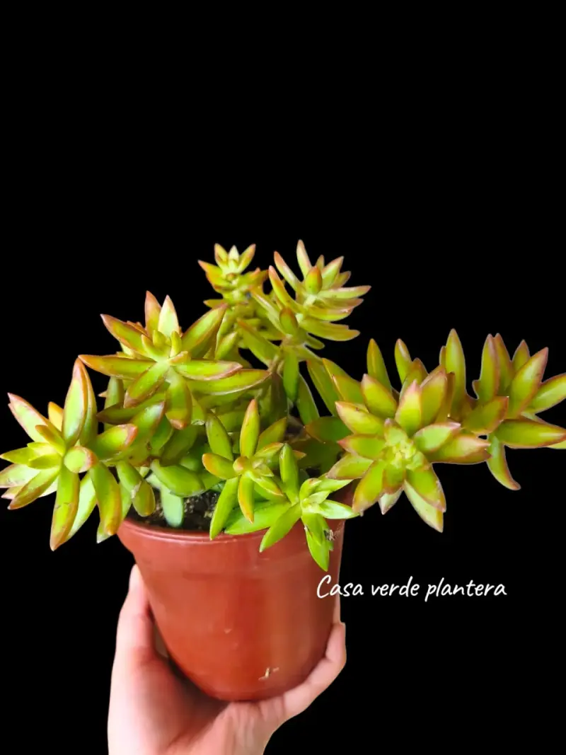 Suculenta sedum Adolphii (planta madre) - 2