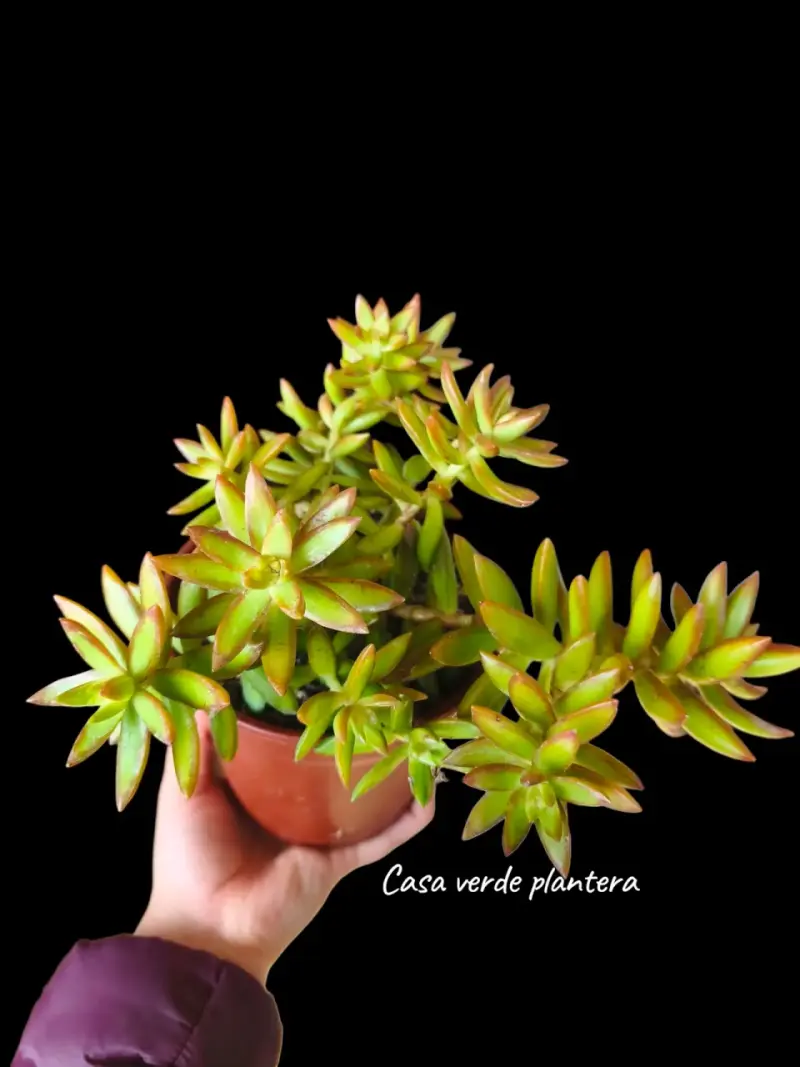 Suculenta sedum Adolphii (planta madre) - 3