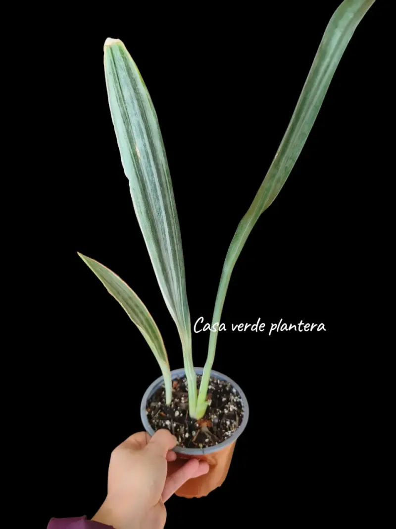 Planta Sansevieria Metallica - 1