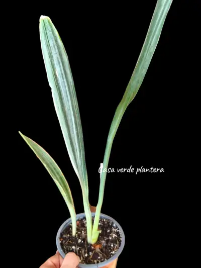 Planta Sansevieria Metallica - miniatura 2