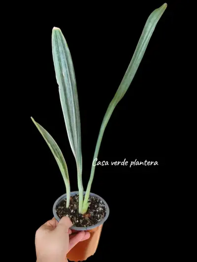 Planta Sansevieria Metallica - miniatura 3
