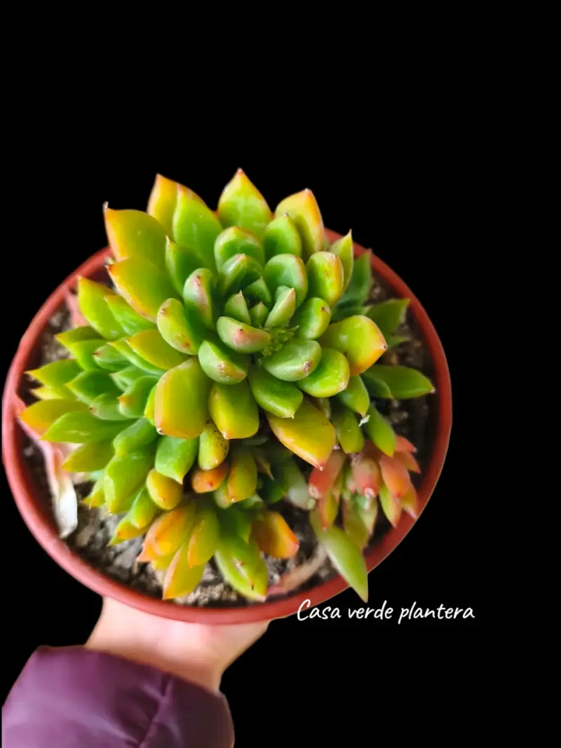 Colonia de Echeverría Agavoides - 1