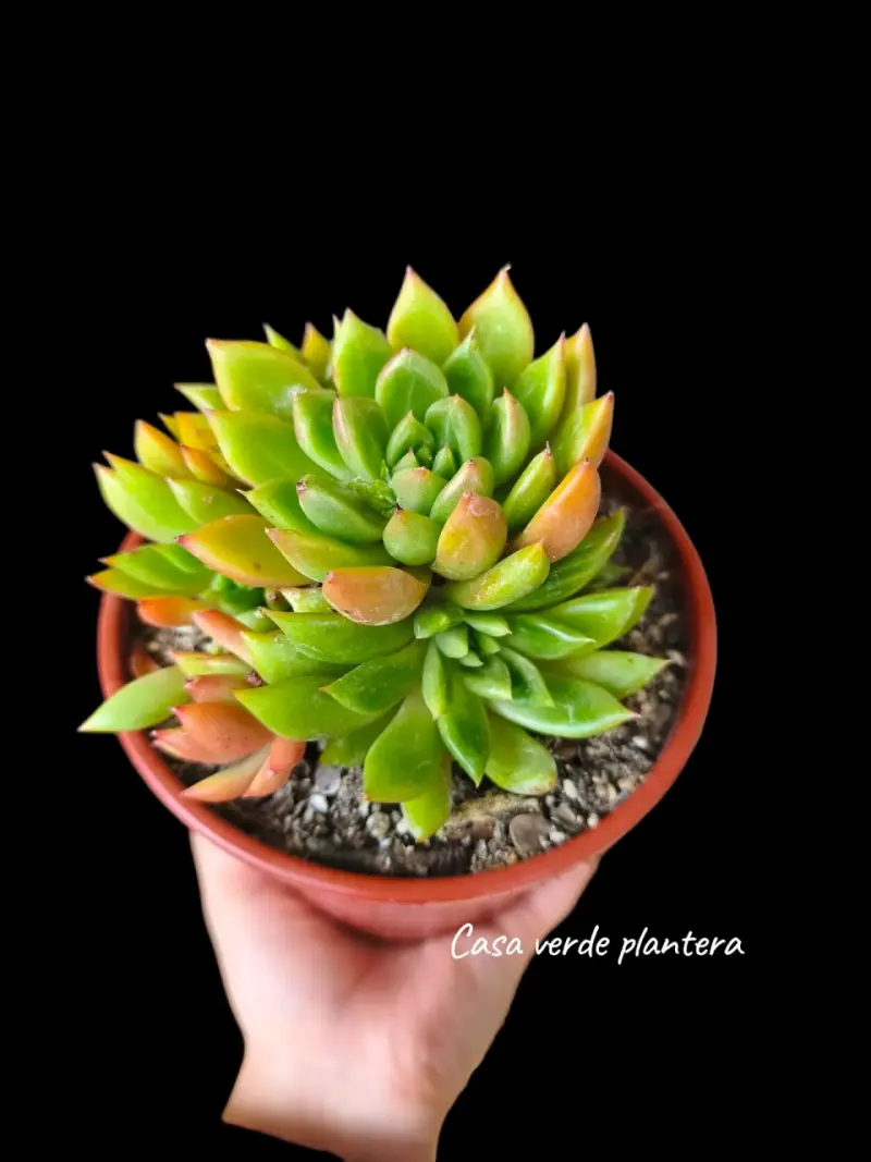 Colonia de Echeverría Agavoides - 2