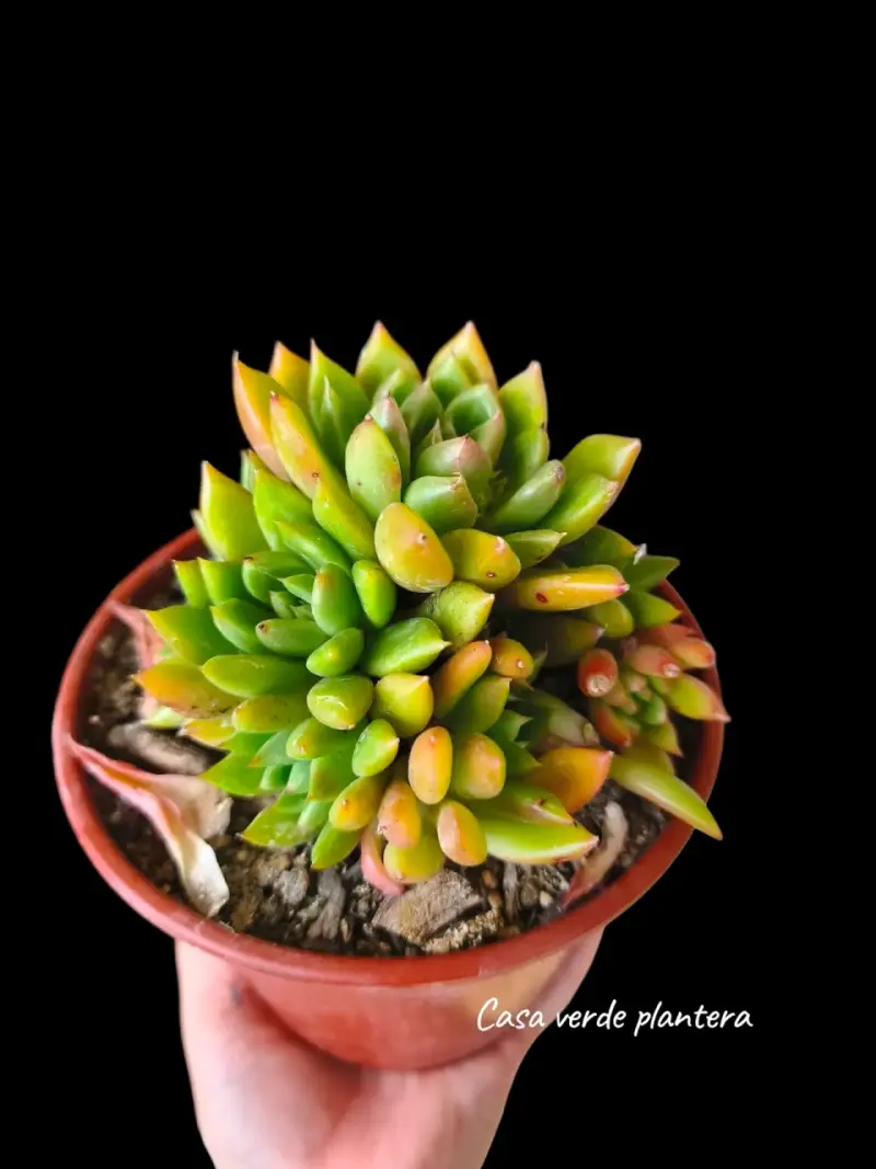 Colonia de Echeverría Agavoides - 3