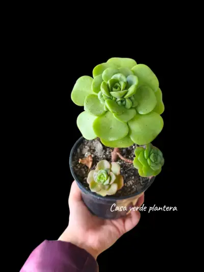 Suculenta Aeonium Lilipad - miniatura 1