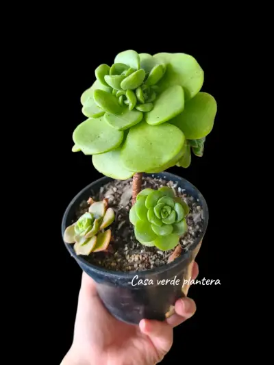 Suculenta Aeonium Lilipad - miniatura 2