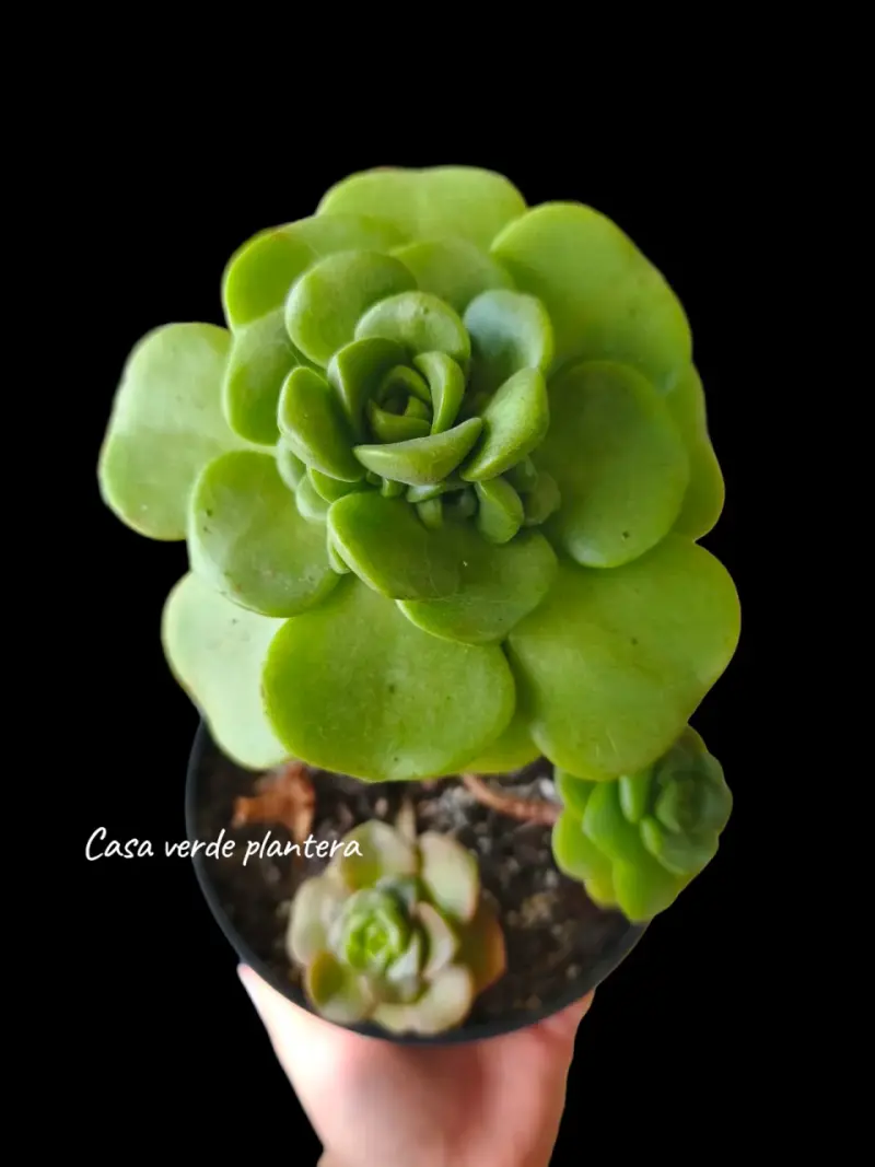 Suculenta Aeonium Lilipad - 3