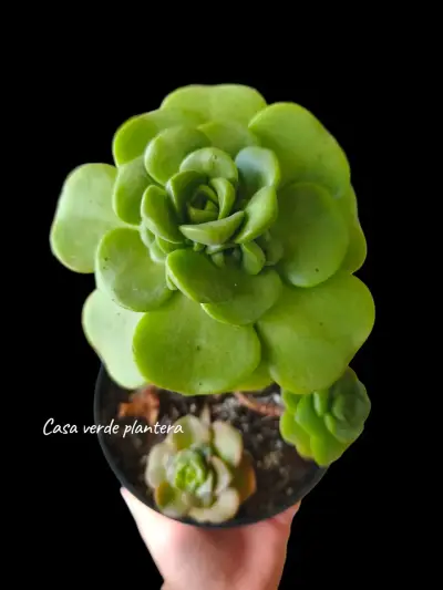 Suculenta Aeonium Lilipad - miniatura 3