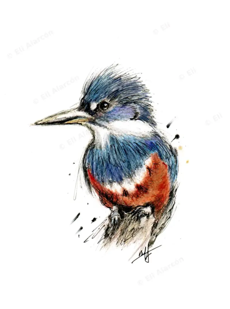 Set Ilustraciones de Aves Chilenas - Impresión A4