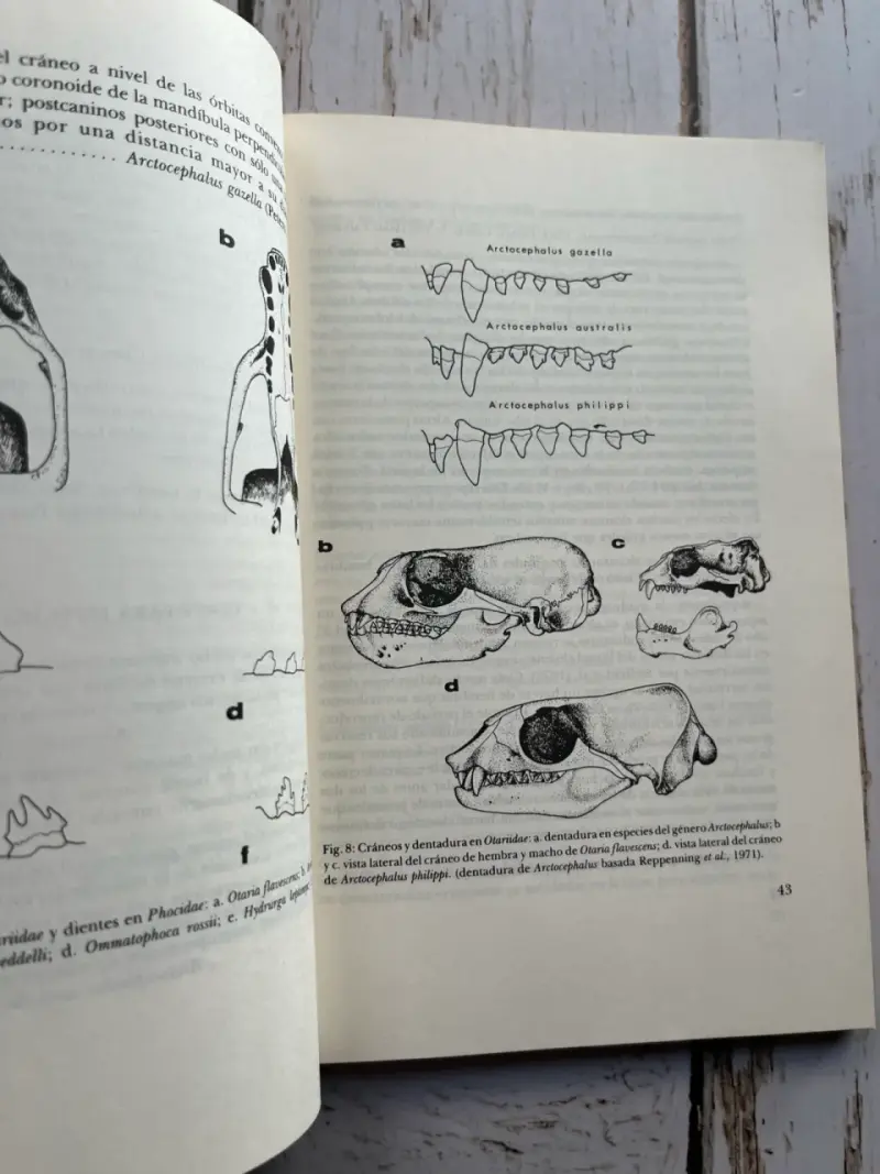 Mamíferos Marinos de Chile / Walter Sielfeld 1ED - 6