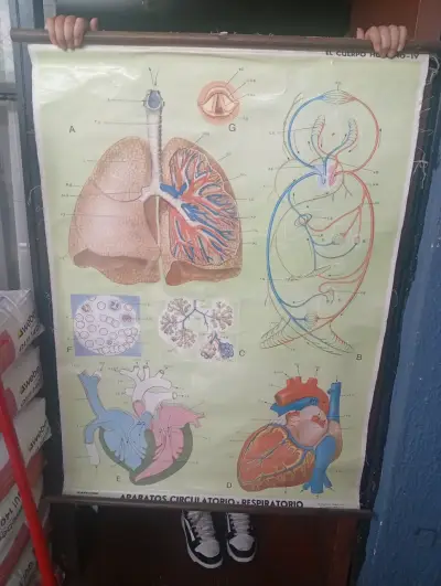 Lámina Educativa antigua - miniatura 1
