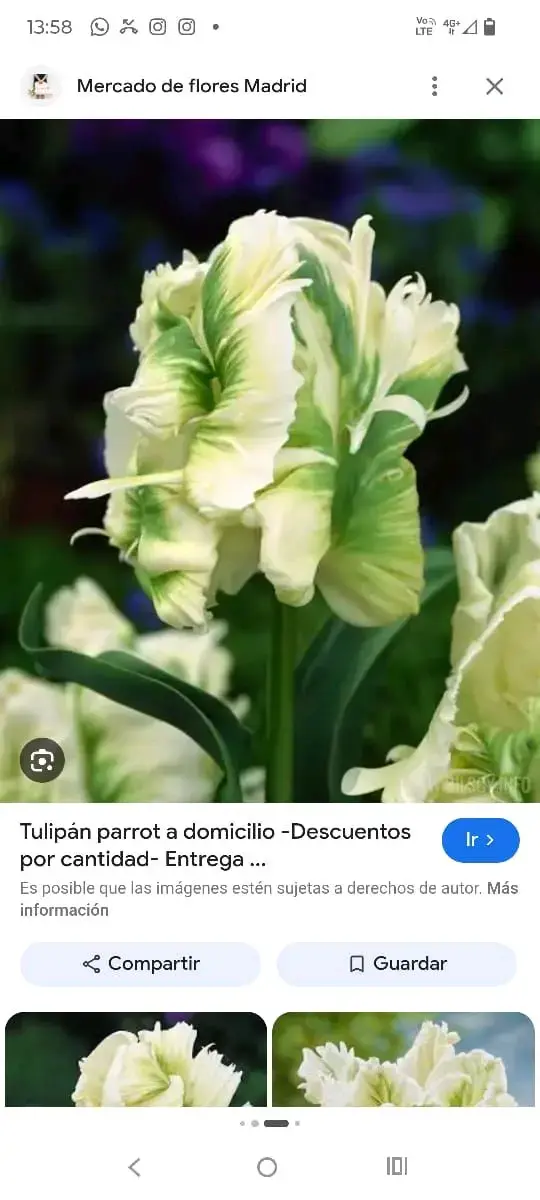 Tulipán Parrot Blanco y Verde para Jardín