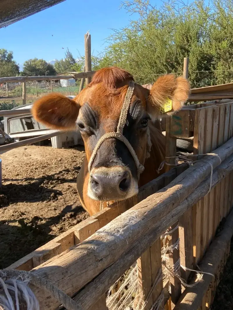 leche fresca de campo de vaca A2 y de cabra - 5