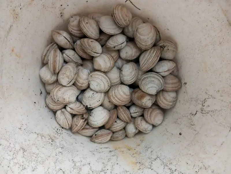 Almejas frescas para cocinar - 2
