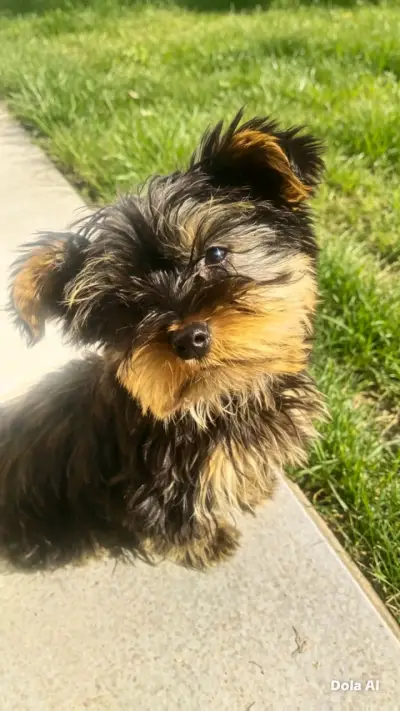perro yoki de 4 meses - miniatura 2
