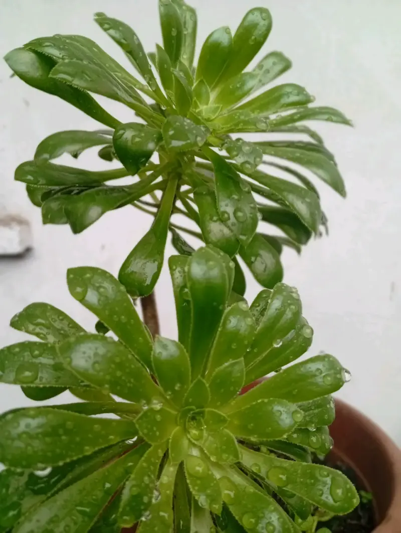 Plantas y arreglos de plantas para eventos - 1